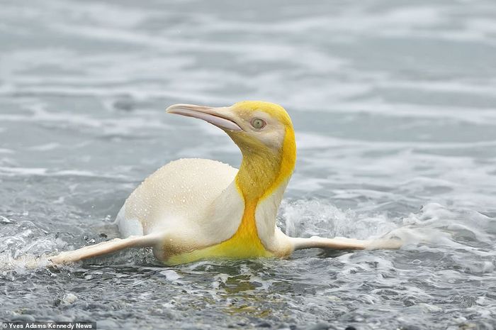 penguin arenahewan kuning
