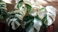 5 tanaman hias berdaun putih bawa kedamaian di hunian