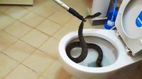 bagaimana mencegah ular masuk ke dalam rumah terbaru
