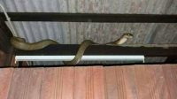 ular masuk jika berbisa dilakukan tindakan kehadiran bebas kediaman pastikan langkah keselamatan ikuti iluminasi cegah bilik mencegah mengelakkan berada lakukan