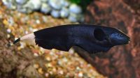 5 fakta menarik blackghost ikan dengan kemampuan yang unik terbaru