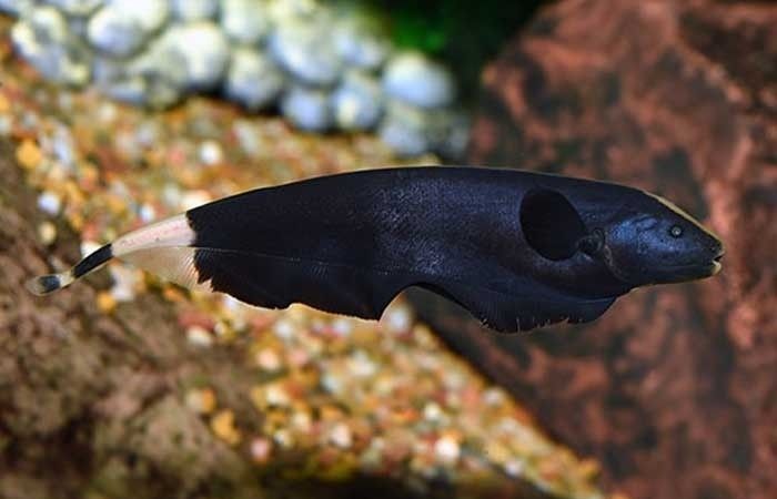 5 fakta menarik blackghost ikan dengan kemampuan yang unik terbaru